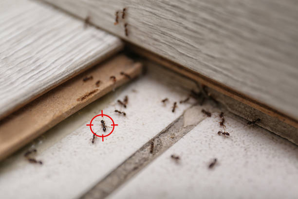 Spider Control Near Me in Mound, MN
