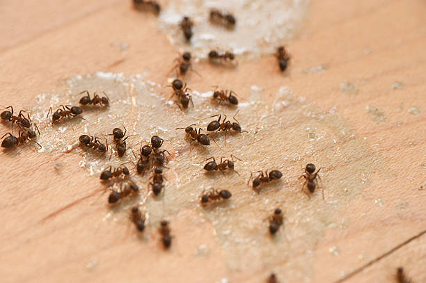 Best Best Pest Control Companies  in Mound, MN