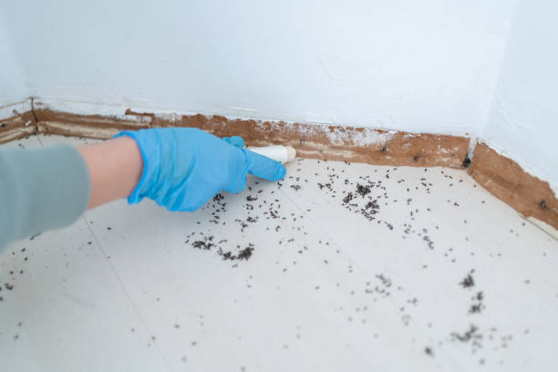 Reliable Mound, MN Pest Control Solutions